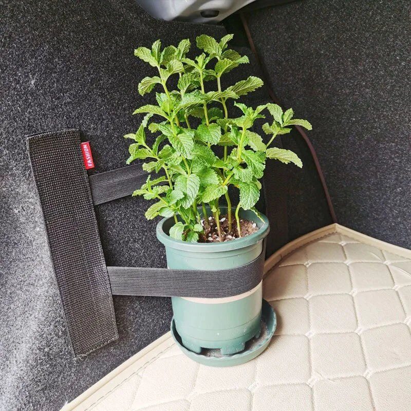 Potted plant with a black strap on a textured surface